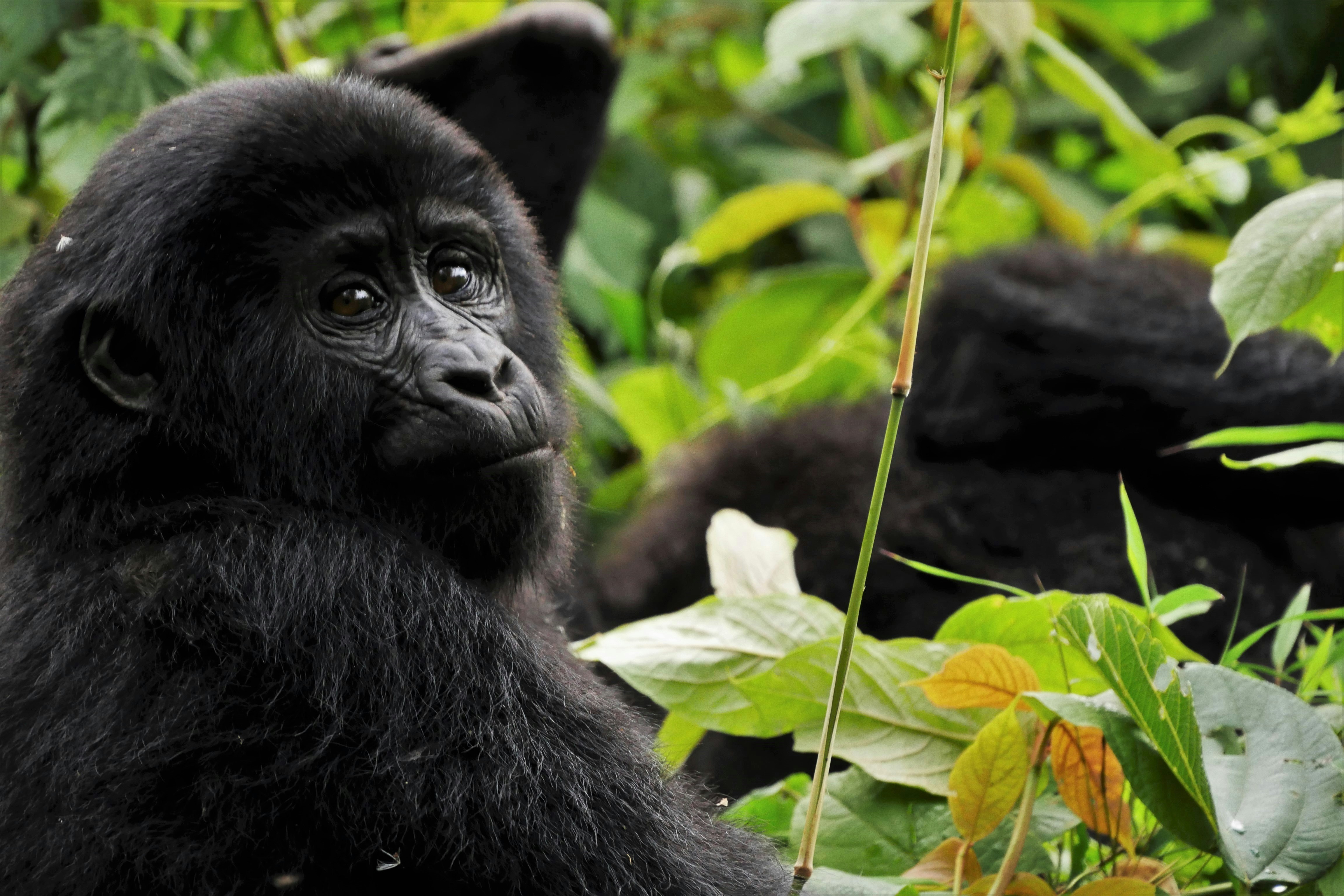 Mountain gorilla in Volcanoes National Park